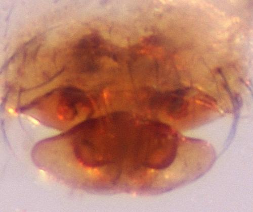 Lepthyphantes yueluensis